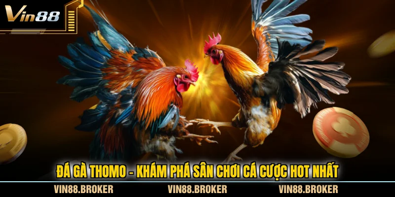 Đá Gà Thomo - Khám Phá Sân Chơi Cá Cược HOT Nhất